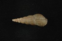 藏品(網蜷 )的圖片